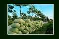 “Quân đội với nhiệm vụ bảo vệ môi trường, giảm thiểu biến đổi khí hậu”